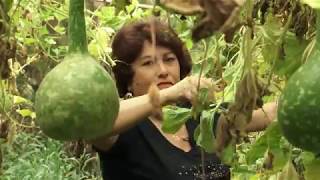 La Casa de la Calabaza Artesanía Colchagua Chile [upl. by Ettolrahs]