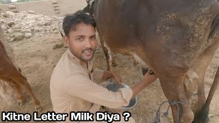 Live Cow Milking  Rottweiler Ke Pange [upl. by Akived]