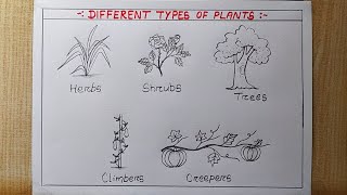 Different types of Plants drawing  Types of plant Chart drawing Different types Plant poster [upl. by Weinman536]