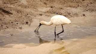 Royal Spoonbill or Blackbilled Spoonbill Platalea regia  Königslöffler Slow Motion [upl. by Cherrita]