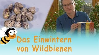 Einwintern von Wildbienen  Videotutorial  Wildbienengarten [upl. by Ehgit]