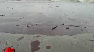 Raw Video Dozens of Heavily Oiled Birds Off La [upl. by Antonia]