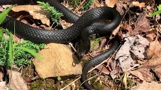 What does a Black Racer snake look like [upl. by Ennaira]