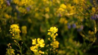 Canon 5D mark II test footage View of the Bumblebee Carl Zeiss Distagon T 28mm 28 [upl. by Sedecram73]