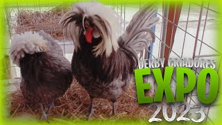 EXPO de GALLOS ORNAMENTALES del DERBY DE CRIADORES en LIMA  PERU 2023  Orla Tenorio 🐓 🐣 [upl. by Nnayt344]