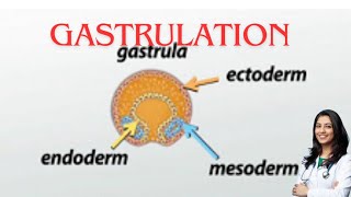 Gastrulation germ layer subOBG explanation by chandni maam [upl. by Chon]