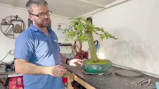 You Wont Believe How This Hawthorn Bonsai Transforms After Its First Carving And Styling [upl. by Anoynek]