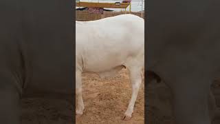 2 DANT BACHRI FOR SALE FIBBI CATTLE FARM 2025 cow cattlefarm [upl. by Hillegass]