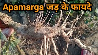 Apamargachirchita plant benefits in hindi apamarga ke faydechirchita ki jad ke fayde [upl. by Haidadej201]