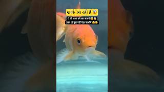 शार्क आ रही है 😱  Shark Attack  Shark  Gold Fish  Shark Tank  Fish Aquarium shorts ytshorts [upl. by Rheinlander313]