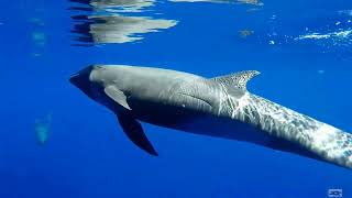 Melonheaded whales [upl. by Kingsbury]