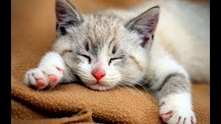 cat purring noise free to use no copyright [upl. by Rehpretsirhc]