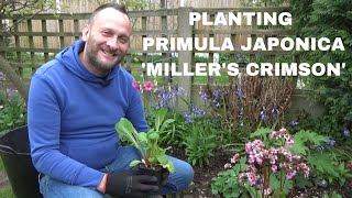 Planting Primula japonica Millers Crimson  Plants for Moist Soil  Growing Candelabra Primulas [upl. by Eanyl]