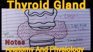 Notes of Thyroid Gland  Anatomy And Physiology [upl. by Oilalue]