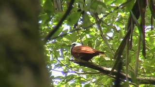 Threewattled Bellbird [upl. by Garrek]