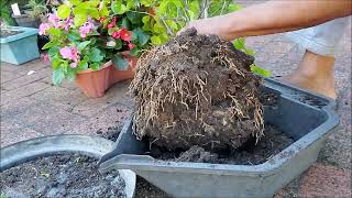 How to Reuse Old Potting Soil Revitalize Old Potting Soil [upl. by Rego492]