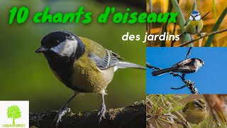 🐦🎵 10 CHANTS DOISEAUX DU JARDIN en vidéo pour les reconnaître [upl. by Tiffanle]