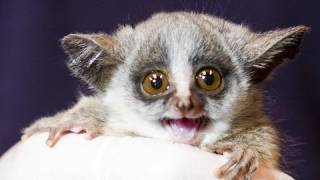 Bushbaby Babies Behind the Scenes [upl. by Richart]