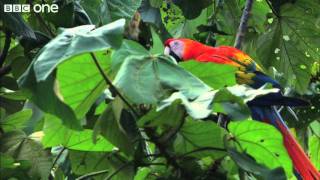 Scarlet Macaws Feed on Clay Licks Narrated by David Tennant  Earthflight  BBC One [upl. by Wexler]