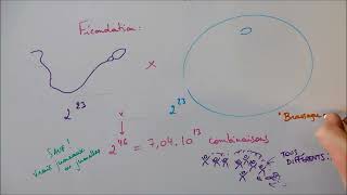 Méiose et fécondation  sources de diversité génétique [upl. by Anna-Diane]