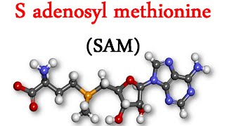 S adenosyl methionine SAM [upl. by Sarat]