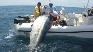 Amazing Fastest Giant Bluefin Tuna and Black Marlin Fishing Skill  Amazing big catching on the sea [upl. by Onaivatco]