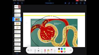 UE3 Physiologie Rénale بالعربية  2 La Filtration Glomérulaire Par TAGZOUT MAISSENE [upl. by Simonsen]