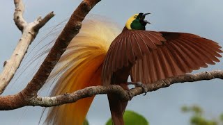 Greater BirdofParadise Paradisaea apoda [upl. by Whyte]