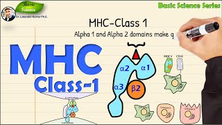 MHCClass 1  Structure and Function  Immunology  Basic Science Series [upl. by Abernathy]