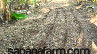 Sagana Farm Nubians  How to Plant Indigofera [upl. by Hermine]