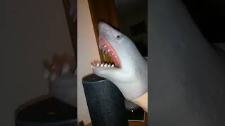 Shark Puppet Alexa [upl. by Ariaic]