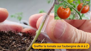 Comment greffer la Tomate sur lAubergine  Et pourquoi [upl. by Kosiur605]