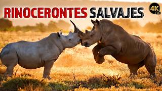 ¡Rinocerontes Salvajes en su Hábitat Natural  Documentales Completos en Español [upl. by Langston]