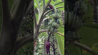 Elakki Bale  Cardamom Banana sahakari spice farm Goa begoodbecool [upl. by Enois]