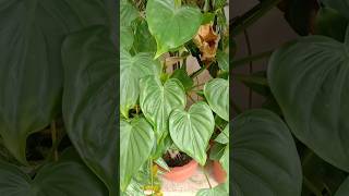 Philodendron Heartleaf Plant🪴 shorts philodendron heart song ytshorts trending garden yt [upl. by Flita]