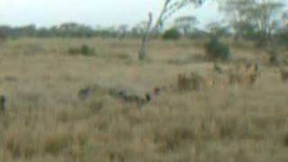 Tanzania Serengeti  Hyenas vs Lions [upl. by Yecnahc]