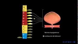 La micción 4  Fisiología de la micción [upl. by Odlanyar]