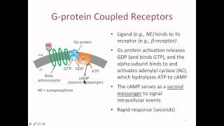 Drug Receptor Interaction Type of Receptors  Pharmacology [upl. by Hakan224]