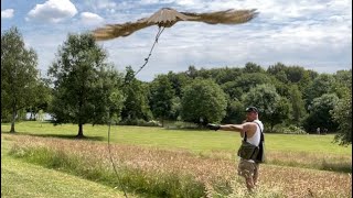 Falconry How to train a Falcon  Part one [upl. by Radborne]