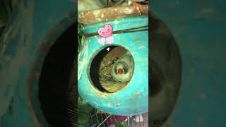 Cute birds  Zebra finch taking care of eggs 🥚  birds cute zebrafinch shorts bird pets yt [upl. by Yllac]