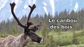 Caribou des bois [upl. by Ahsakat]