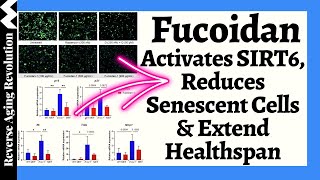 Fucoidan Activates SIRT6 Reduces Senescent Cells amp Extend Healthspan [upl. by Arundel]