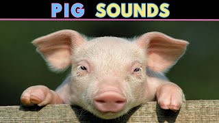 Pig Sounds  Squeaking amp Oinking  Learn The Sound A Pig Makes [upl. by Philis52]