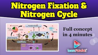 Nitrogen Cycle  Class 8 Chapter 2 Microorganisms Friend and Foe  CBSE  LearnFatafat [upl. by Conant]