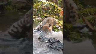 NGERII NIHKUCING HUTAN BERANI SEKALI TANGKAP IKAN DEPAN PREDATOR animals crocodile [upl. by Lexine]