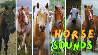 HORSE SOUNDS Neighing Whinying Snorting Galloping and more [upl. by Ruddy]