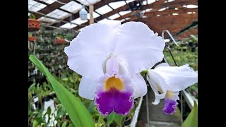 Cattleya trianae coerulea в теплице orchidsua [upl. by Velda]