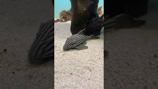 pleco L190 panaque music travel love trending fish animals aquarium comedyshorts shortvideo [upl. by Vera]