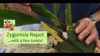 Repotting a Zygonisia Zygopetalum Orchid But with a Few Twists  Surprise Ending to Orchid Repot [upl. by Baerl]