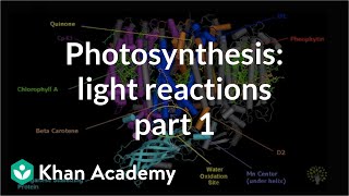 Photosynthesis Light Reactions 1 [upl. by Hughmanick]